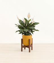 Load image into Gallery viewer, Sunset Orange stand:walnut