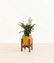 Load image into Gallery viewer, Sunset Orange stand:walnut