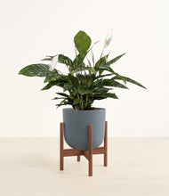 Load image into Gallery viewer, Iron Gray stand:walnut