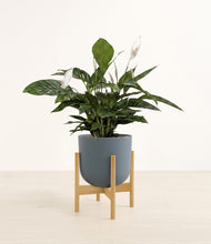 Load image into Gallery viewer, Iron Gray stand:bamboo