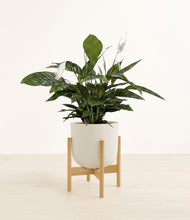 Load image into Gallery viewer, Natural Bamboo stand:bamboo