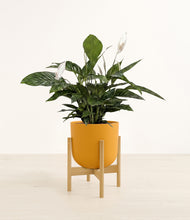 Load image into Gallery viewer, Sunset Orange stand:bamboo
