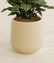 Load image into Gallery viewer, Almond Green stand:all