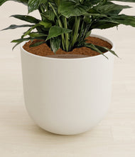 Load image into Gallery viewer, Natural Bamboo stand:all