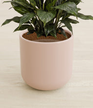 Load image into Gallery viewer, Sandy Pink stand:all