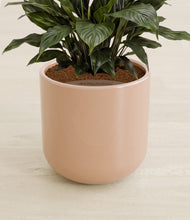 Load image into Gallery viewer, Glossy Pink stand:all
