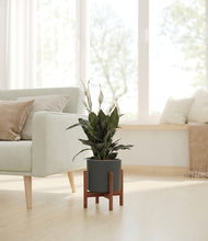 Load image into Gallery viewer, Dark Olive stand:walnut