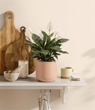 Load image into Gallery viewer, Gentle Pink