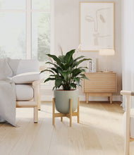 Load image into Gallery viewer, Sage Green stand:light