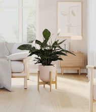 Load image into Gallery viewer, Sandy Pink stand:bamboo