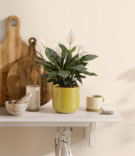 Load image into Gallery viewer, Key Lime Yellow