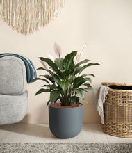 Load image into Gallery viewer, Iron Gray stand:all