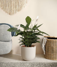 Load image into Gallery viewer, Natural Bamboo