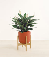 Load image into Gallery viewer, Earth Red stand:bamboo