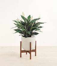 Load image into Gallery viewer, Natural Bamboo stand:walnut