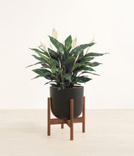 Load image into Gallery viewer, Stone Black stand:walnut