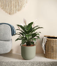 Load image into Gallery viewer, Sage Green stand:all