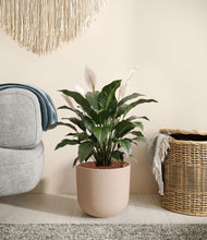Load image into Gallery viewer, Sandy Pink stand:all