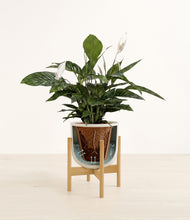 Load image into Gallery viewer, Natural Bamboo stand:all