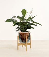 Load image into Gallery viewer, Sandy Pink stand:all