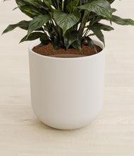Load image into Gallery viewer, Natural Bamboo stand:all