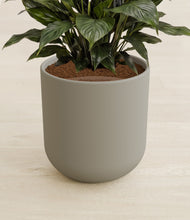 Load image into Gallery viewer, Sage Green stand:all