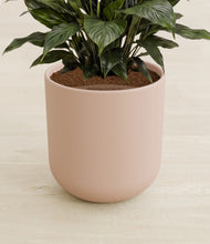 Load image into Gallery viewer, Sandy Pink stand:all