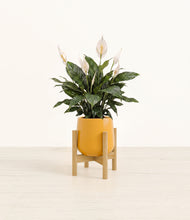 Load image into Gallery viewer, Mustard stand:bamboo