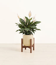 Load image into Gallery viewer, Almond Green stand:walnut