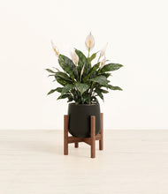 Load image into Gallery viewer, Black stand:walnut