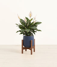 Load image into Gallery viewer, Deep Navy stand:walnut