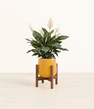 Load image into Gallery viewer, Mustard stand:walnut