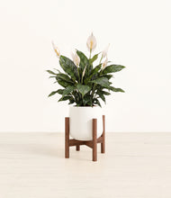 Load image into Gallery viewer, White stand:walnut