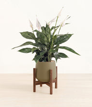 Load image into Gallery viewer, Olive stand:walnut