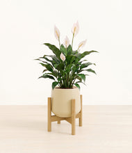 Load image into Gallery viewer, Almond Green stand:light
