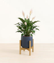 Load image into Gallery viewer, Deep Navy stand:light