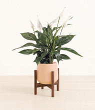 Load image into Gallery viewer, Gentle Pink stand:walnut