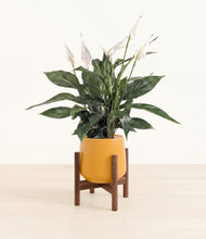 Load image into Gallery viewer, Mustard stand:walnut