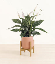 Load image into Gallery viewer, Calm Rose stand:bamboo