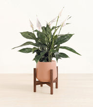 Load image into Gallery viewer, Calm Rose stand:walnut