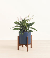 Load image into Gallery viewer, Deep Navy stand:walnut