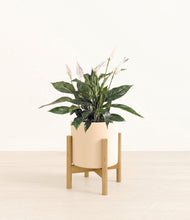 Load image into Gallery viewer, Cream stand:bamboo