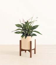 Load image into Gallery viewer, Cream stand:walnut