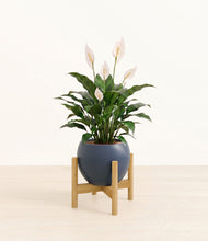 Load image into Gallery viewer, Deep Navy stand:light