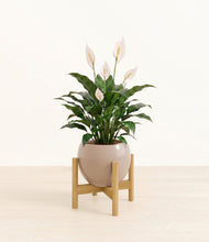 Load image into Gallery viewer, Desert Brown stand:light