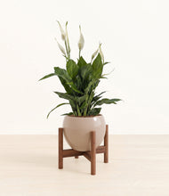 Load image into Gallery viewer, Desert Brown stand:walnut