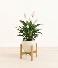 Load image into Gallery viewer, Shiny EggWhite stand:light