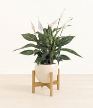 Load image into Gallery viewer, Shiny EggWhite stand:bamboo