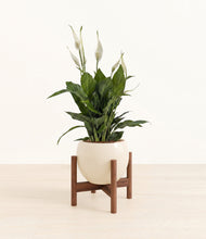 Load image into Gallery viewer, Shiny EggWhite stand:walnut