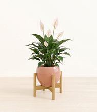 Load image into Gallery viewer, Calm Rose stand:light